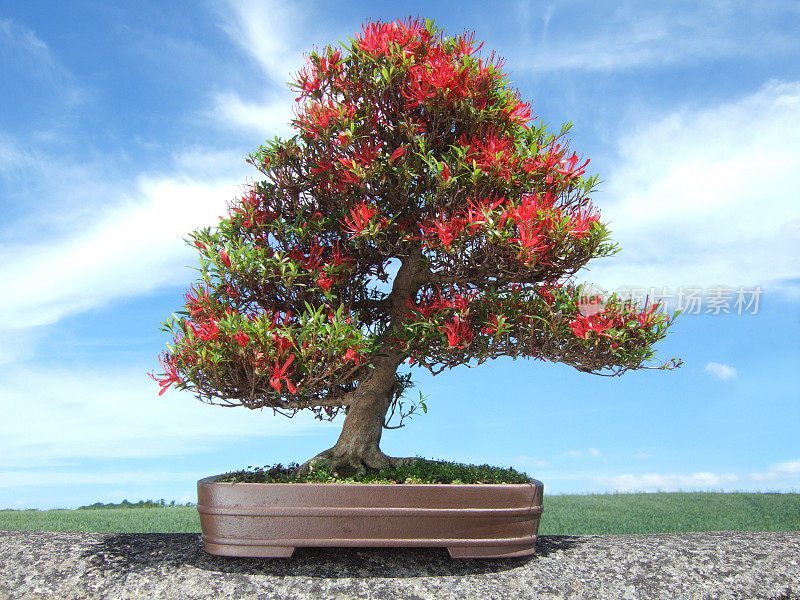 杜鹃花盆景图片，五月品种Kinsai， (Rhododendron indicum)